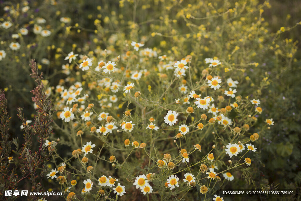 野菊花绽放于绿意中