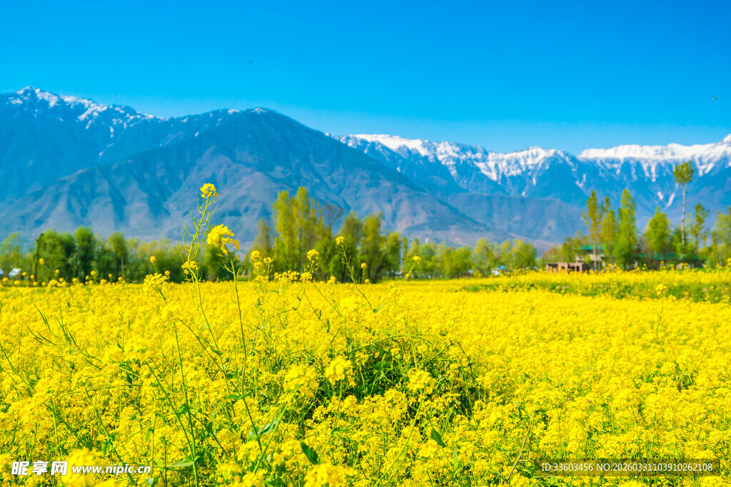 金黄油菜田与远处雪山