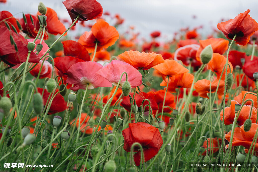 艳丽虞美人花海绽放