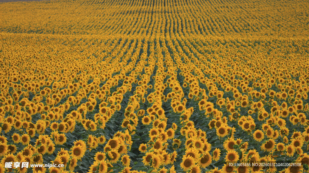 金色向日葵田的壮丽景观