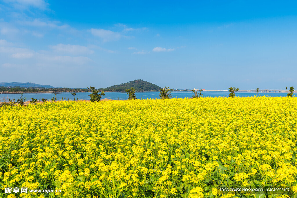 金黄油菜花海美景