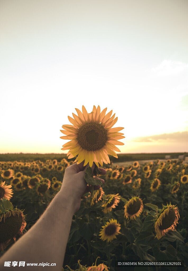 手捧向日葵于灿烂花田