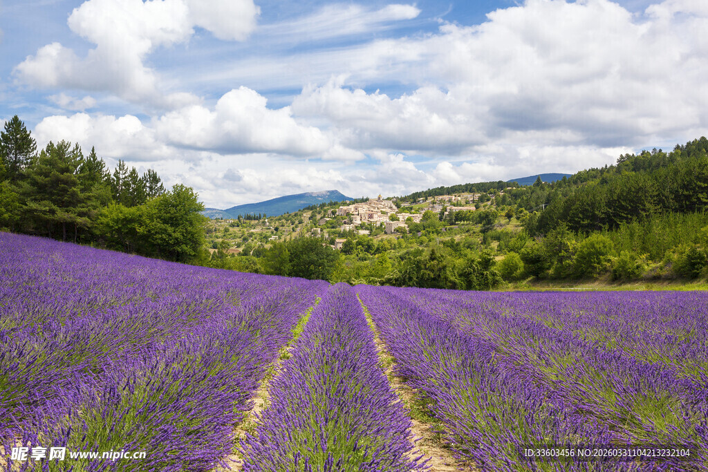 紫色薰衣草田的美丽风光