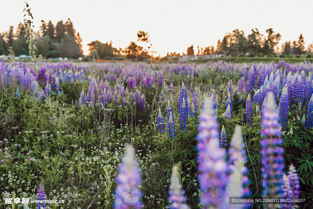 紫色鲁冰花盛开的原野