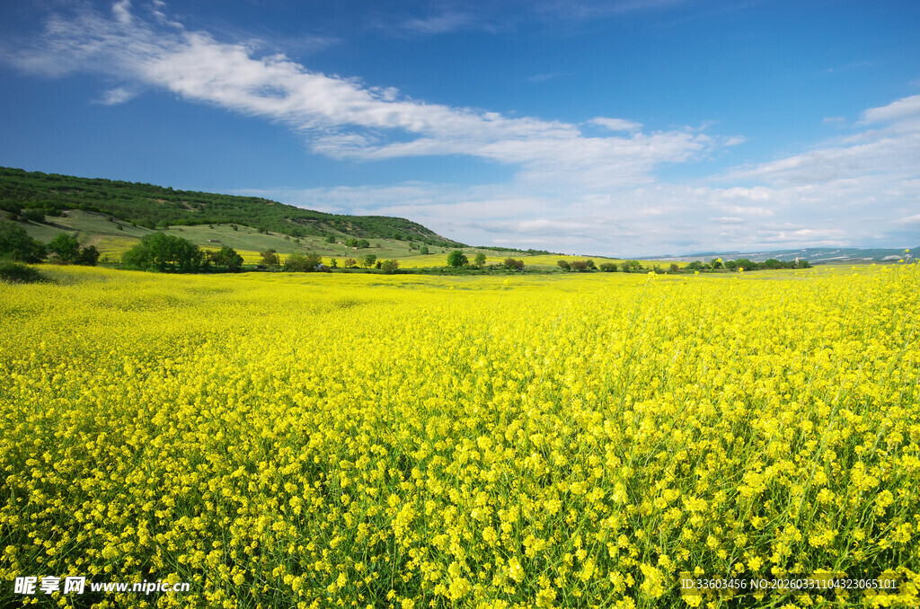 金黄油菜花田