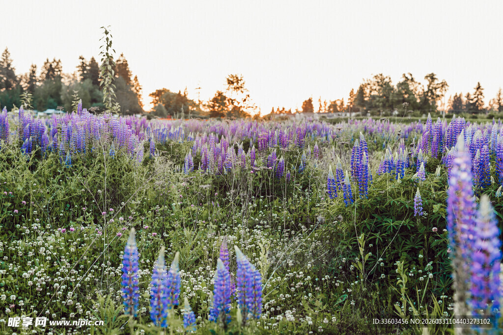 紫色羽扇豆花田美景