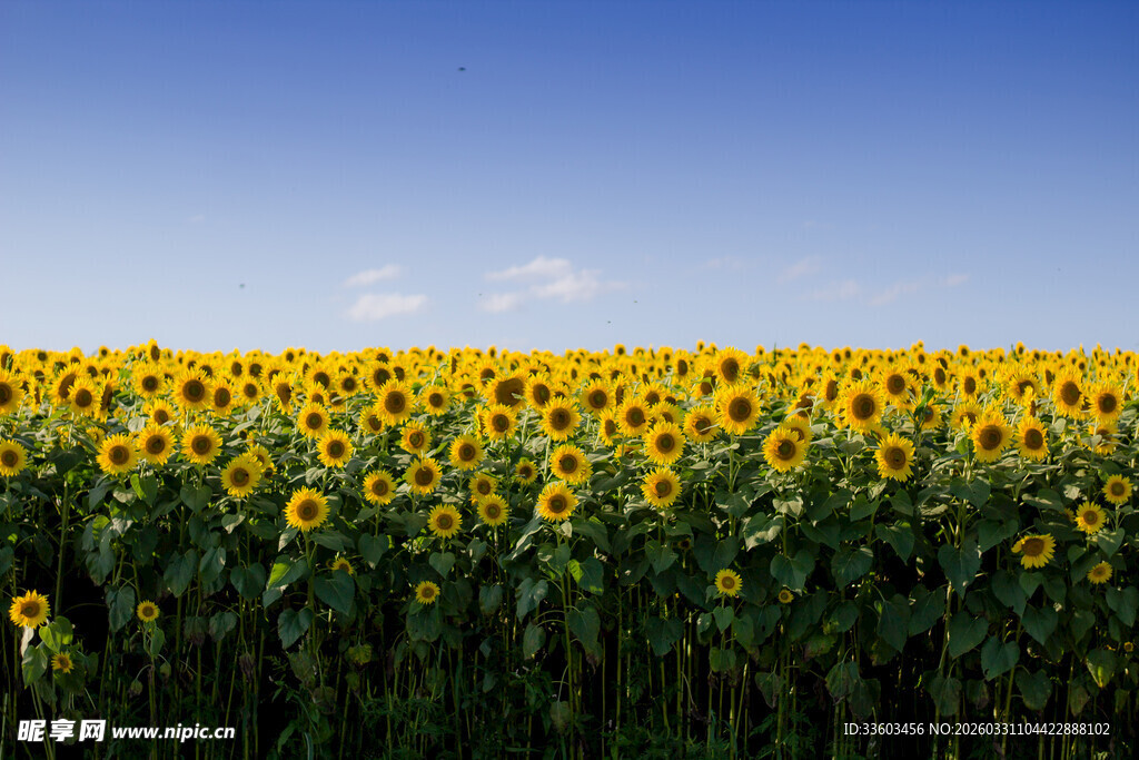 向日葵花海