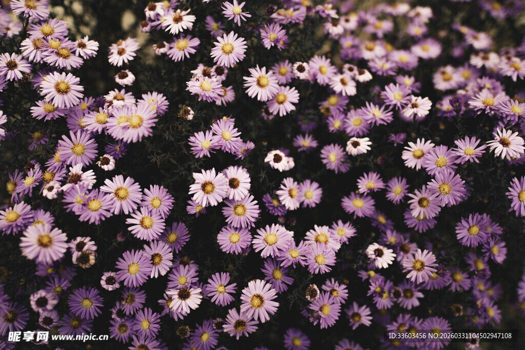 紫色小花绽放的美丽瞬间