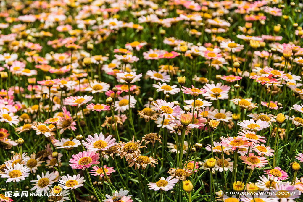 缤纷雏菊绽放的美丽图景
