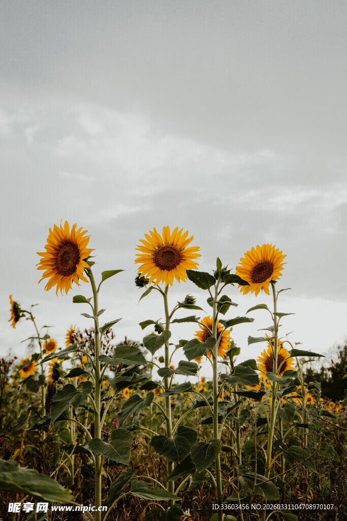田野中的向日葵绽放