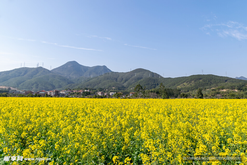 金黄油菜田与远山美景