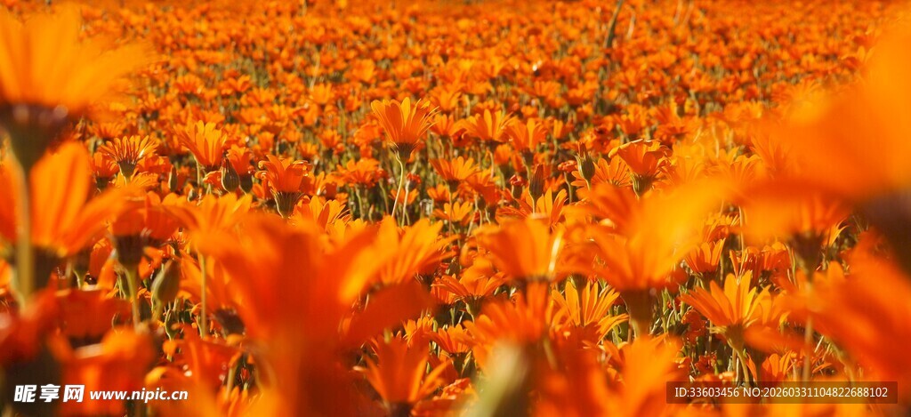 绚烂橘色花海