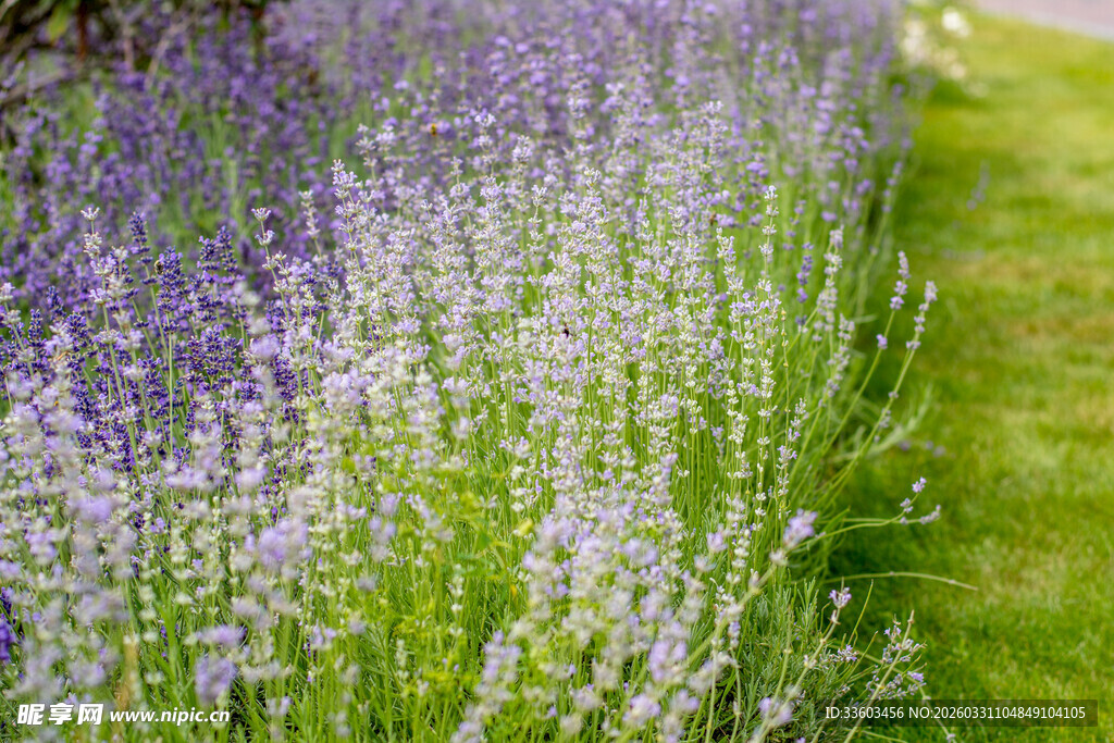 紫色薰衣草花田美景
