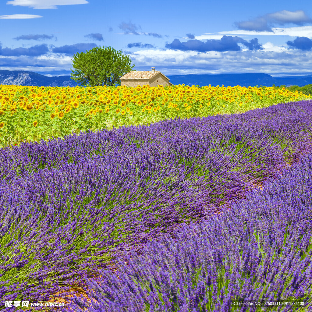 薰衣草与向日葵田园美景