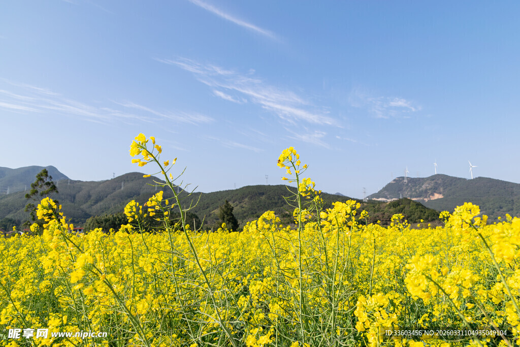 金黄油菜花海与远山蓝天