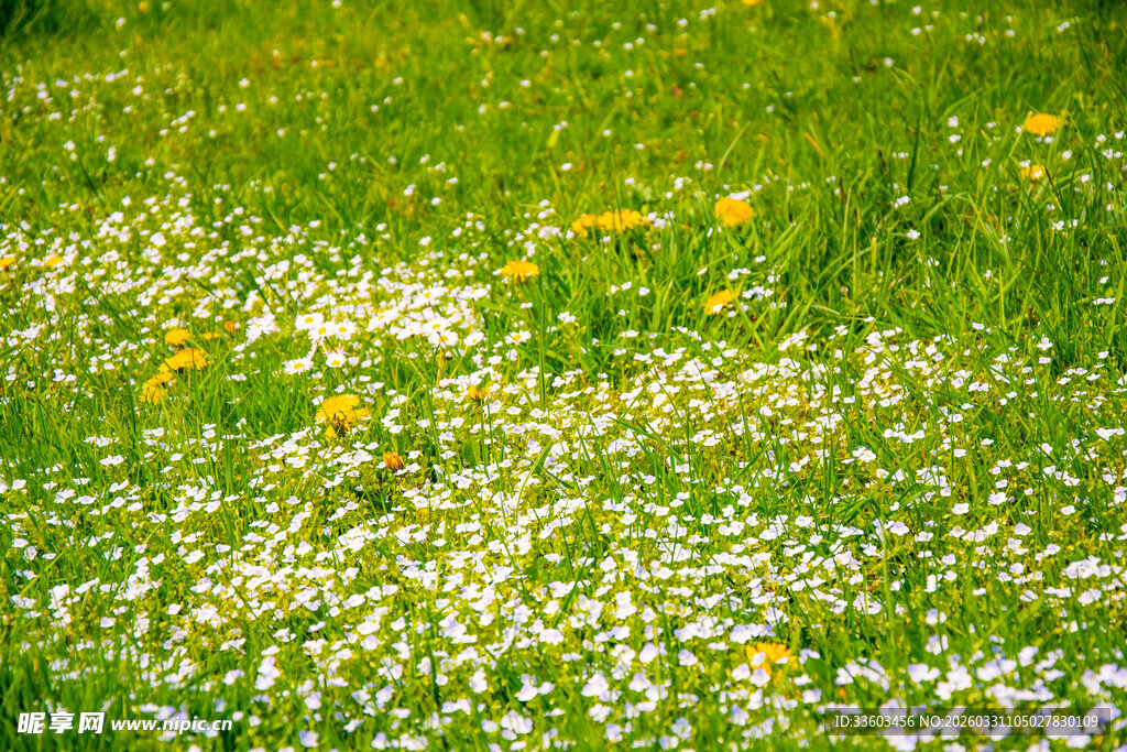 春日草地繁花盛景