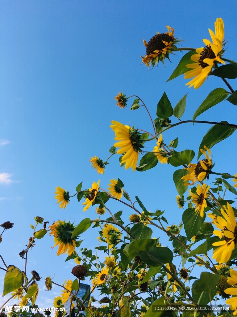 蓝天映衬下的灿烂小黄花