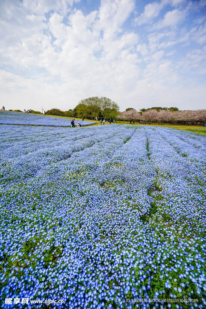 蓝铃花田美景
