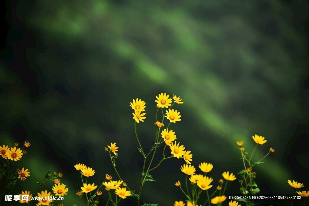黄色小花绽放绿意间