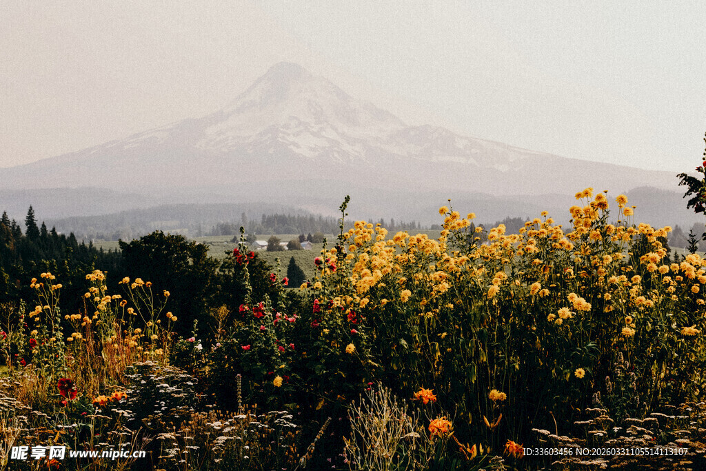 山间花海与远处雪山美景