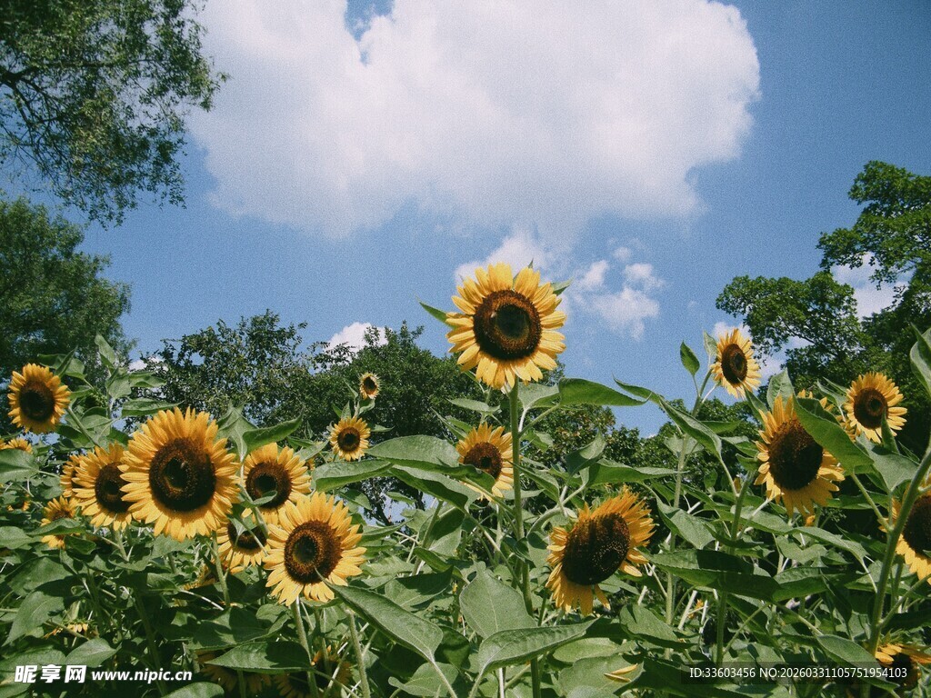 向日葵花海