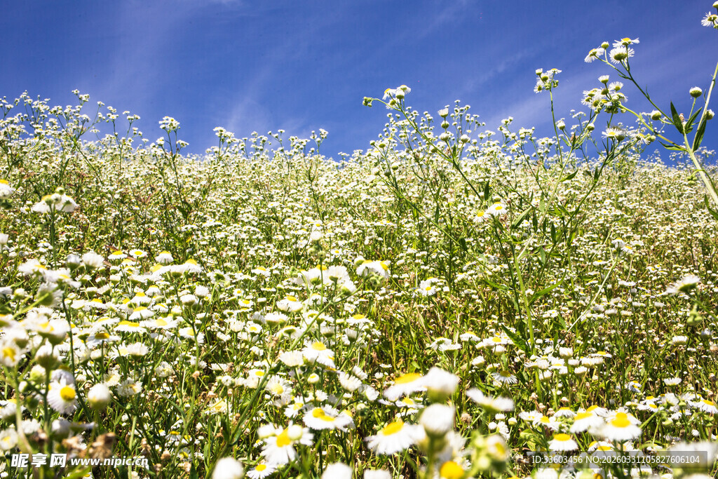 蓝天下的雏菊花海