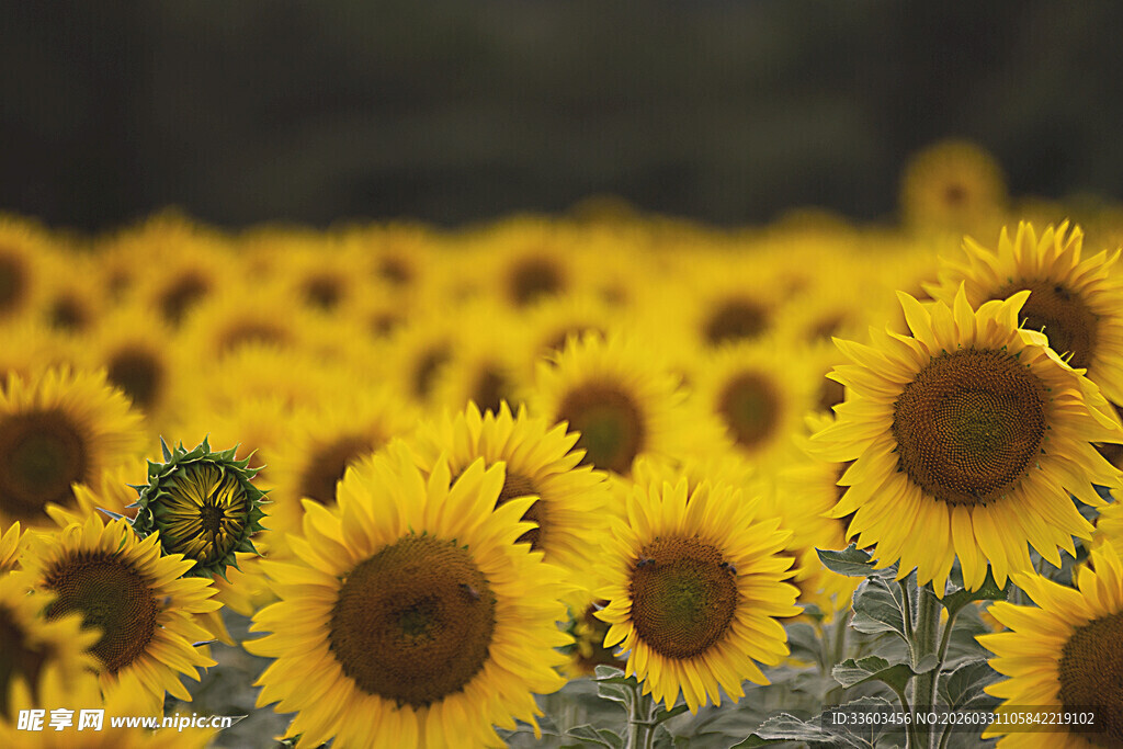 金黄向日葵花海绽放