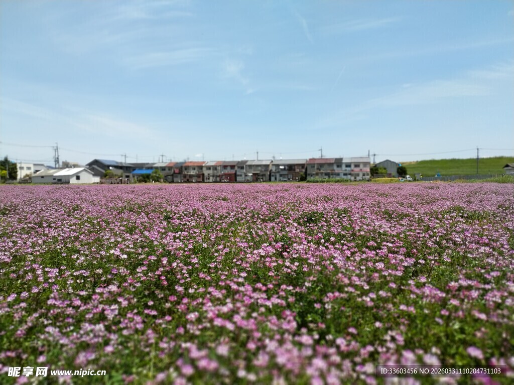 粉黛乱子草花海美景