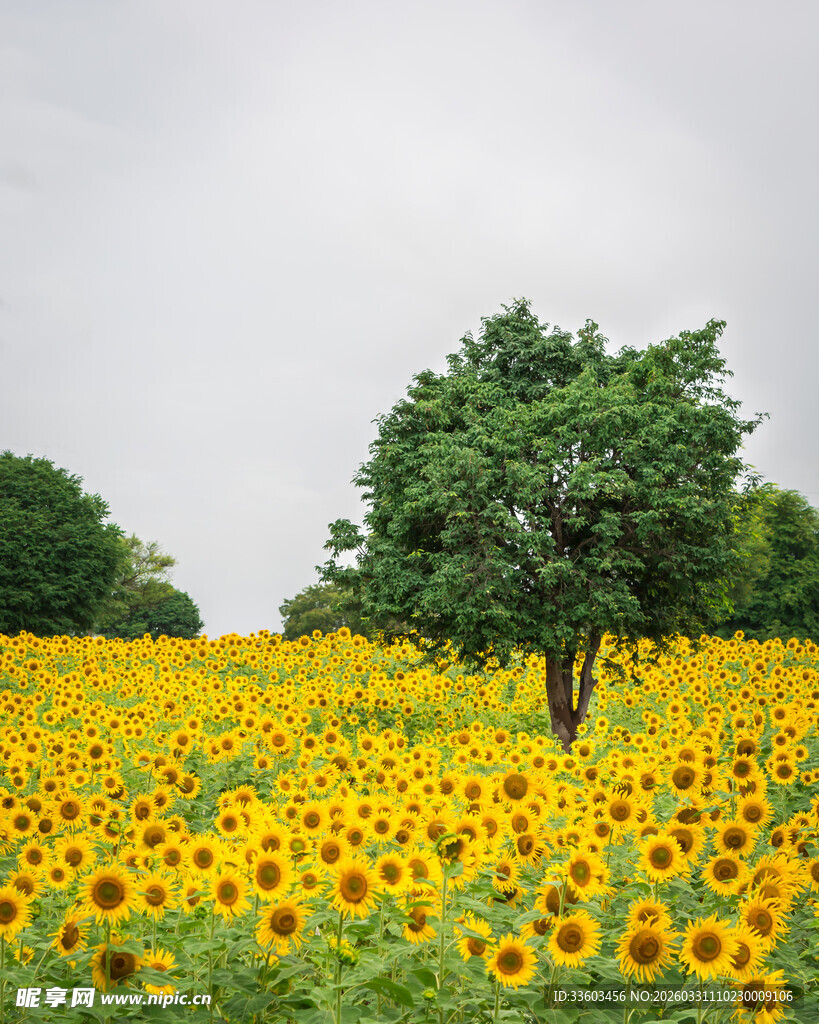金黄向日葵田中的孤树