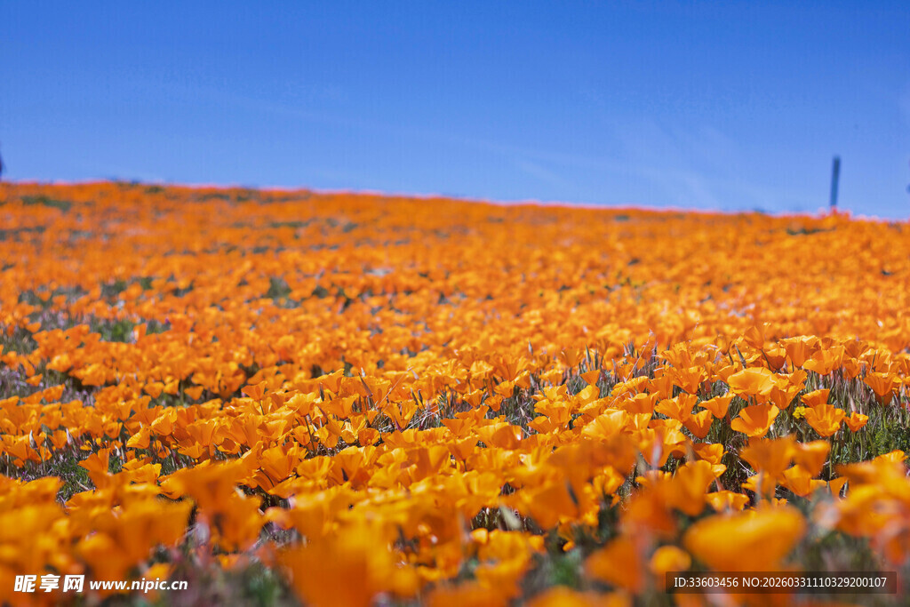 绽放的绚丽美景