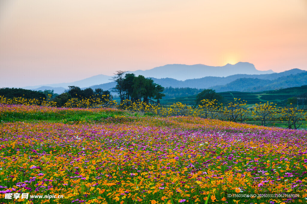 花海美景