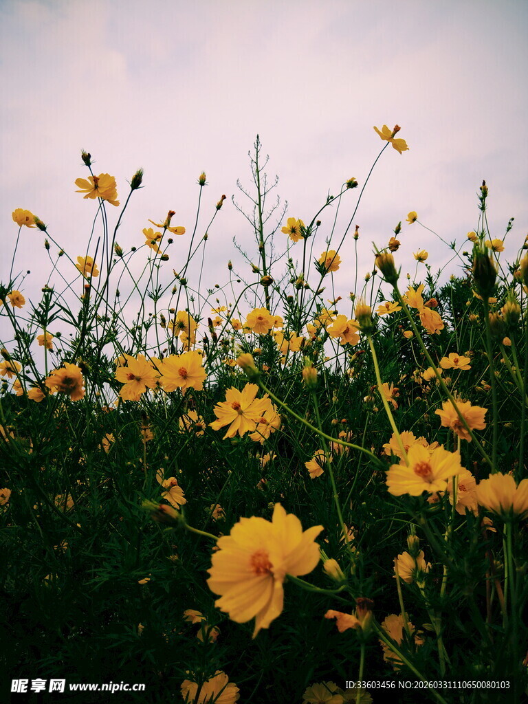 田野中的灿烂黄色小花