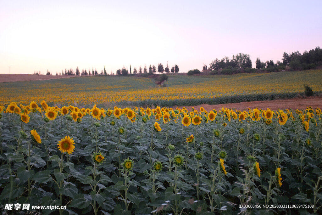 夕阳下的向日葵花田