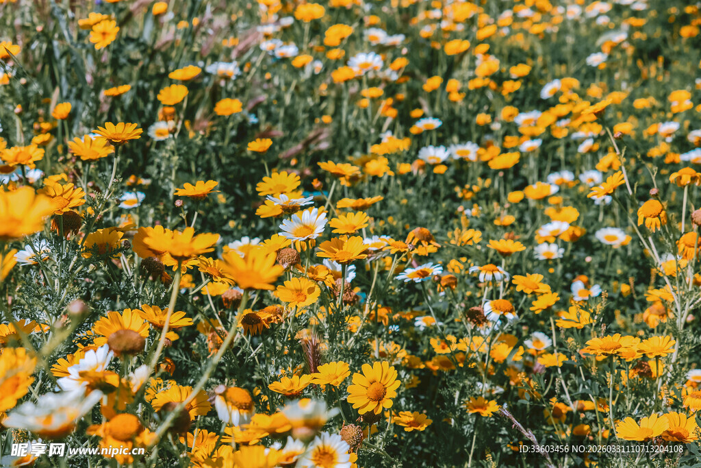 金黄花海绽放迷人美景
