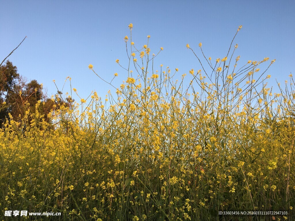 金黄花海映衬蓝天美景