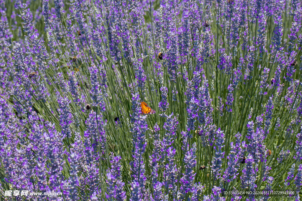 紫色薰衣草花海美景