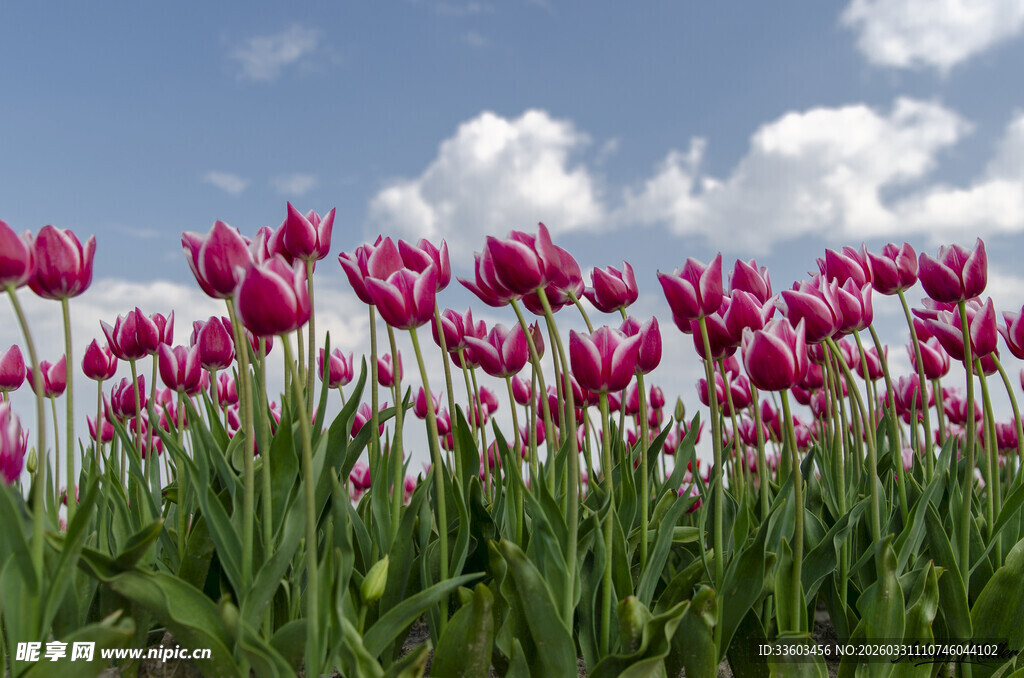 粉色郁金香花海美景