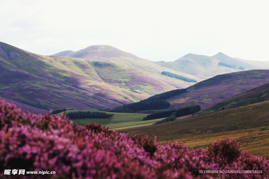 紫色花海映衬连绵山峦