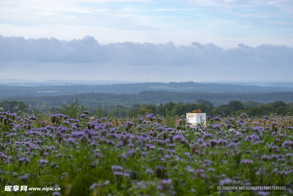 紫色花海中的白色建筑