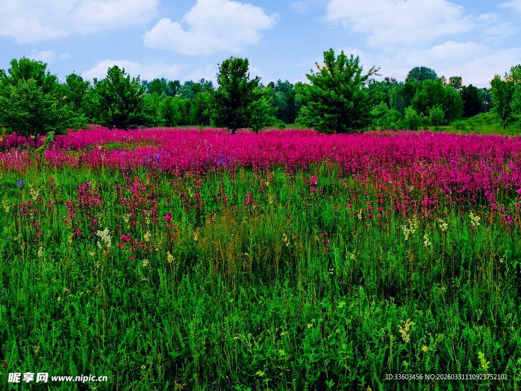 粉红花海绿意盎然的美景