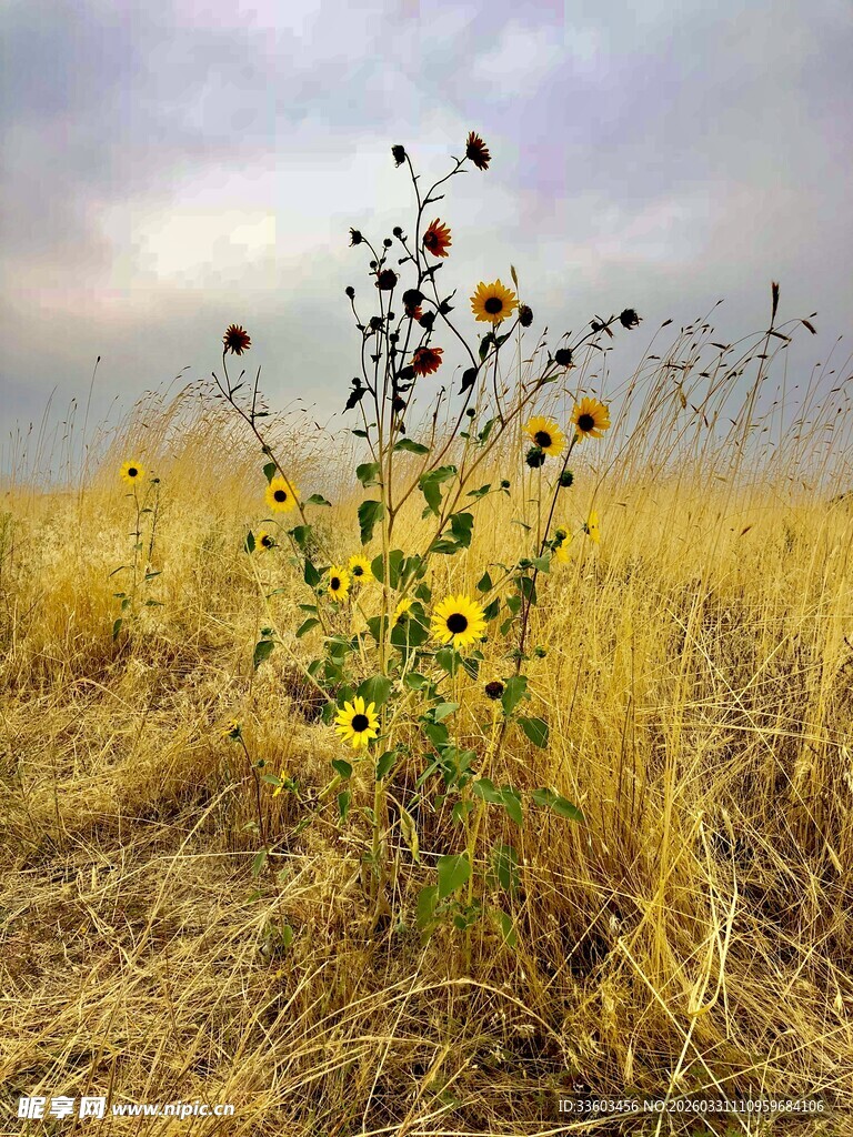 田野中的孤独向日葵