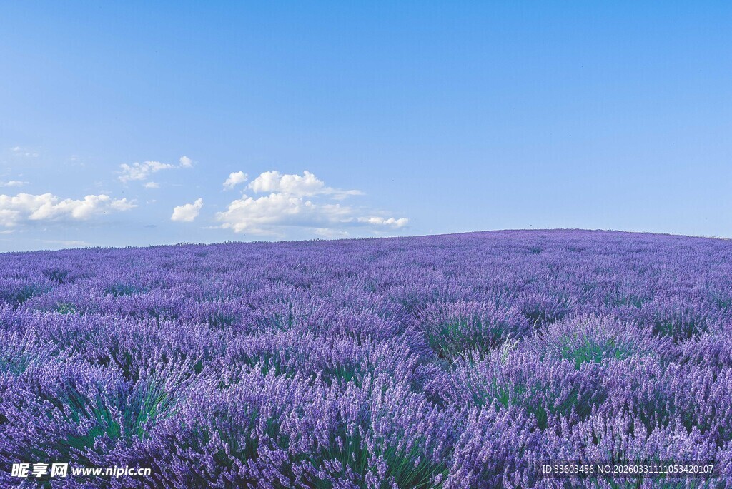 紫色薰衣草花海美景