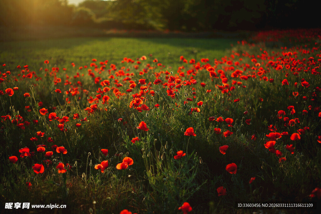 阳光下的红色虞美人