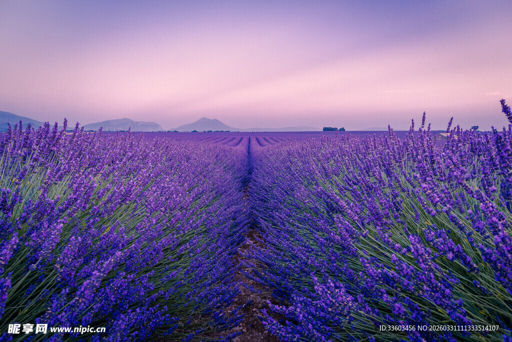紫色薰衣草花田美景