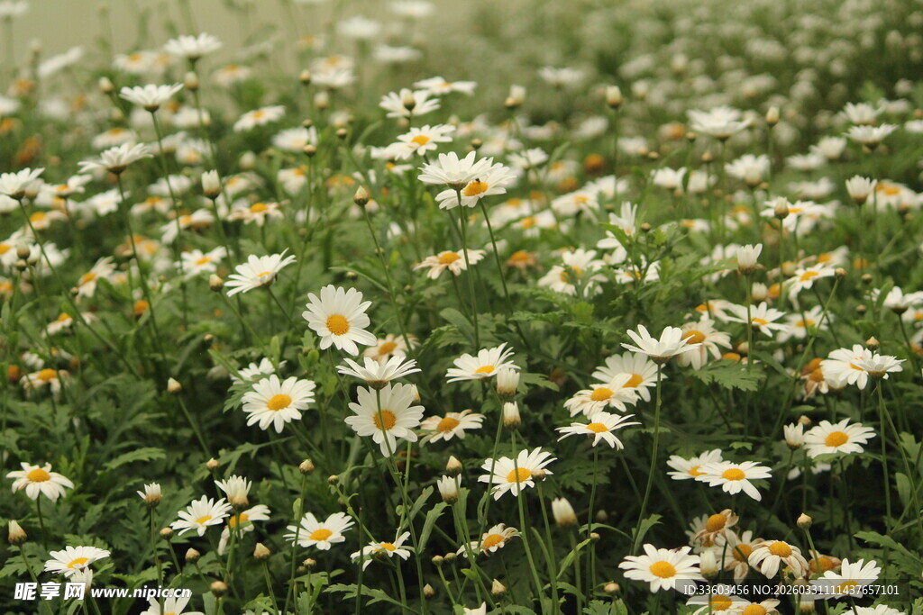 雏菊盛开的清新草地
