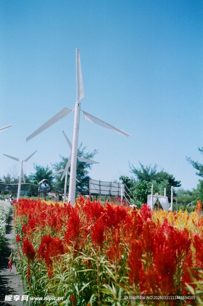 风车下的绚烂花海