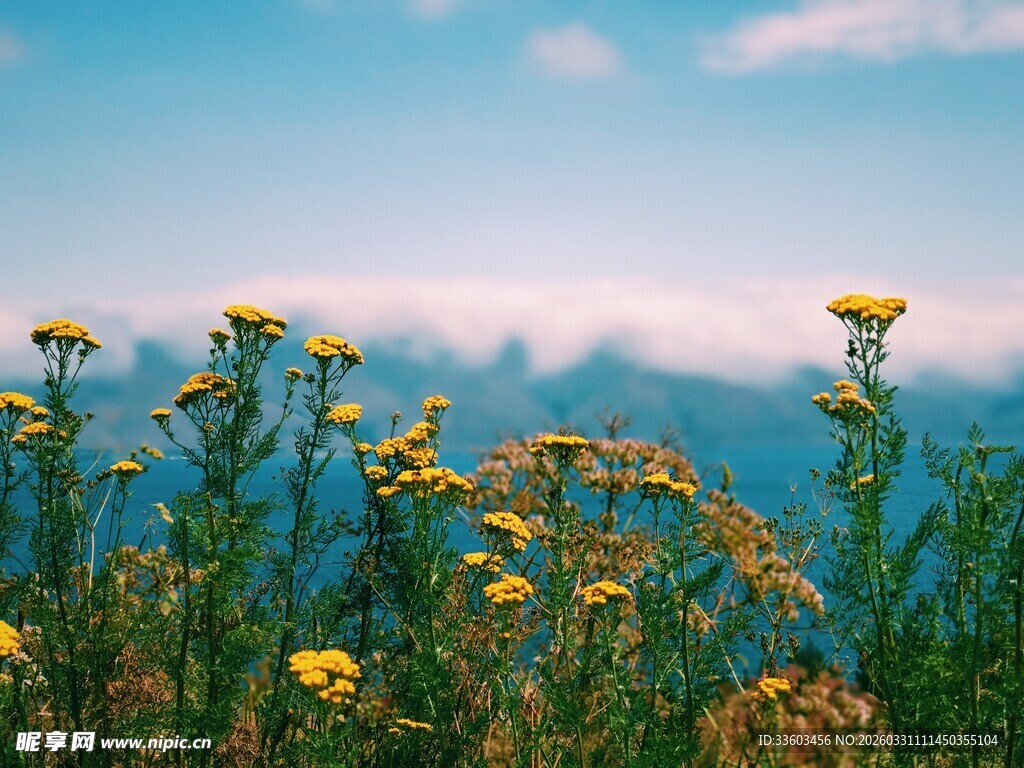 山间绽放的灿烂黄色野花