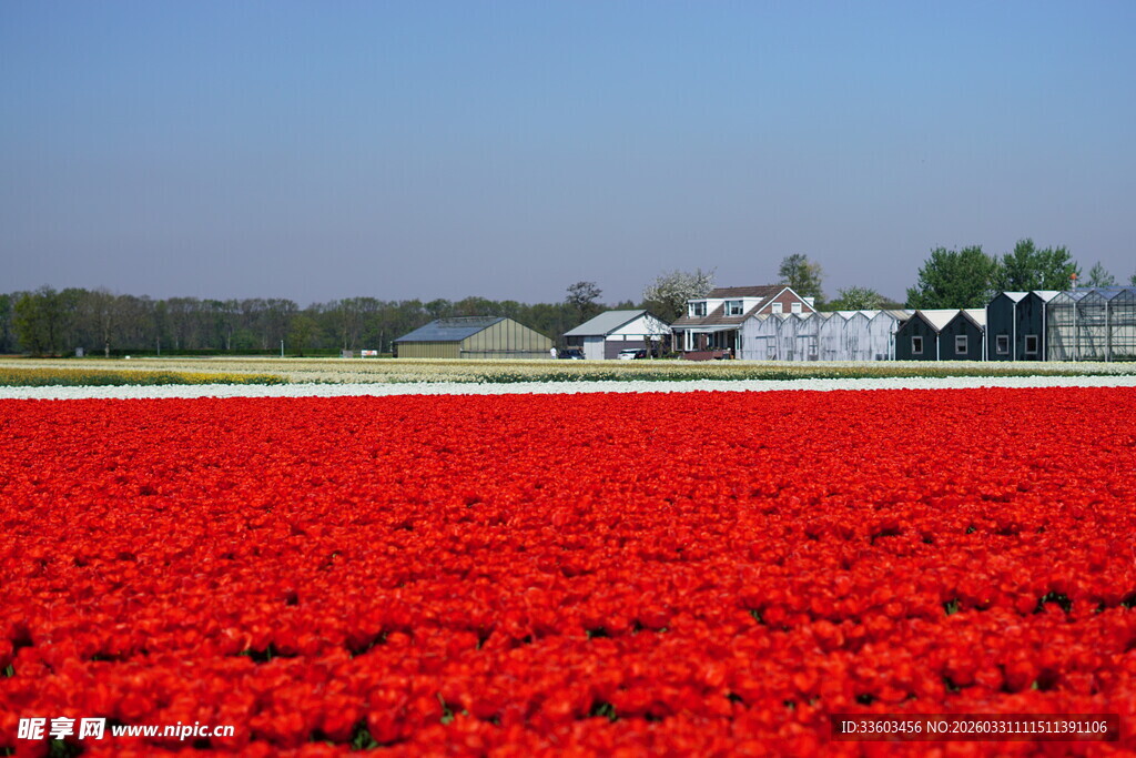 红色花海田园风光美景