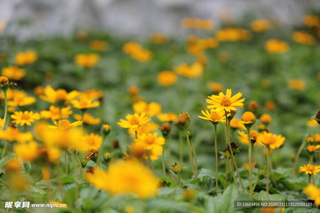 金黄灿烂的美丽小菊花
