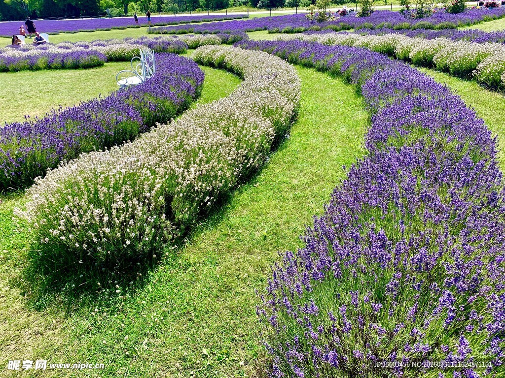 浪漫薰衣草花田景观